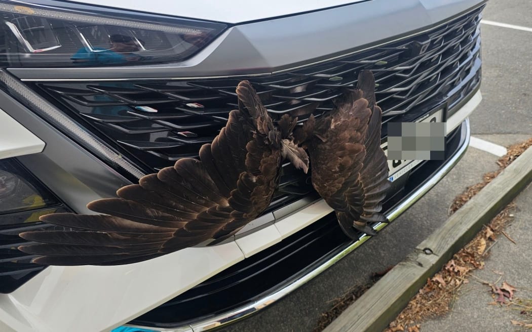 VetsOne Hastings had an unusual call last week when a woman hit a hawk. The impact sent the bird straight through the front grille of the car, wings outstretched across the bumper like a giant, feathered butterfly. The hawk escaped major injury. Photo / Nadine Hook