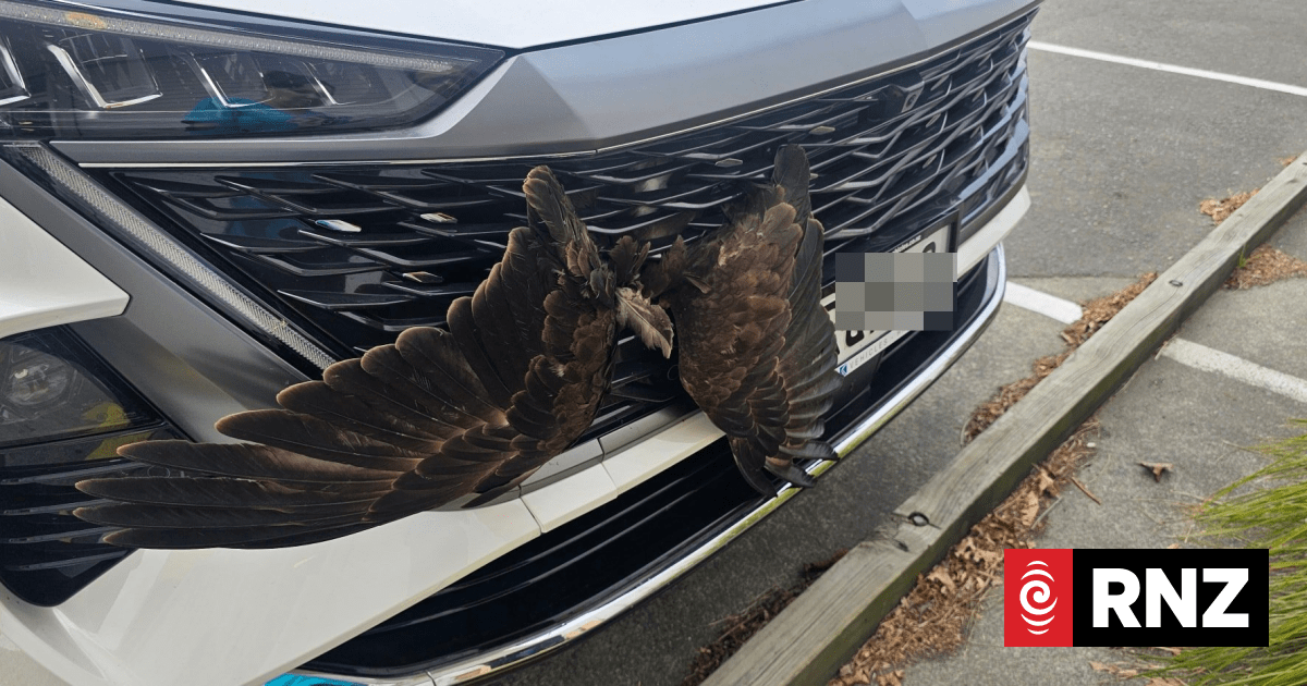 Hastings vets, mechanic combine to rescue hawk from car grille