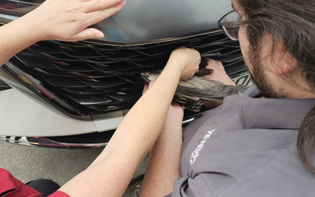 VetsOne Hastings had an unusual call last week when a woman hit a hawk. The impact sent the bird straight through the front grille of the car, wings outstretched across the bumper like a giant, feathered butterfly. The hawk escaped major injury. Photo / Nadine Hook