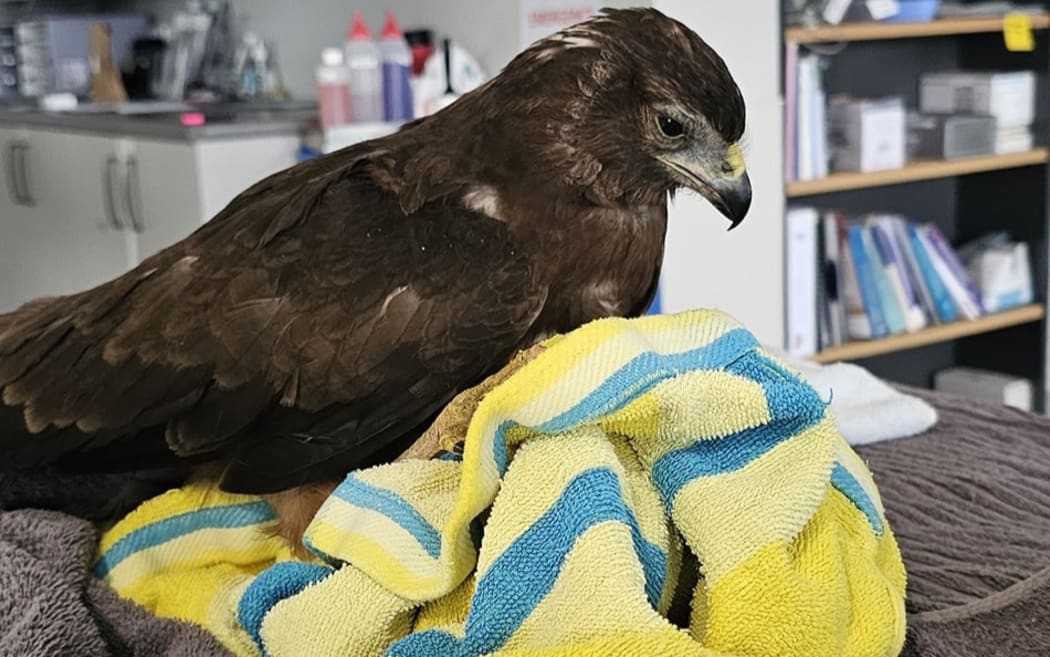 VetsOne Hastings had an unusual call last week when a woman hit a hawk. The impact sent the bird straight through the front grille of the car, wings outstretched across the bumper like a giant, feathered butterfly. The hawk escaped major injury. Photo / Nadine Hook