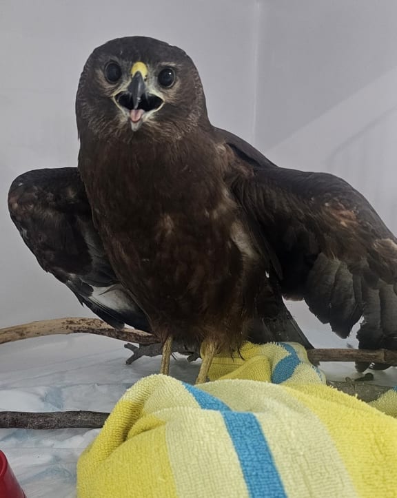 VetsOne Hastings had an unusual call last week when a woman hit a hawk. The impact sent the bird straight through the front grille of the car, wings outstretched across the bumper like a giant, feathered butterfly. The hawk escaped major injury. Photo / Nadine Hook