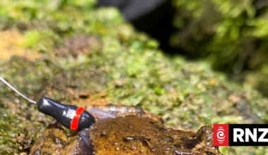 'Tiny backpacks because they are tiny frogs': Researchers track one of NZ's smallest amphibians