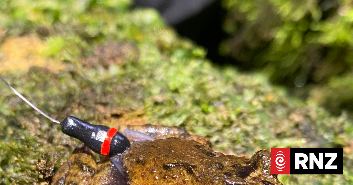 'Tiny backpacks because they are tiny frogs': Researchers track one of NZ's smallest amphibians
