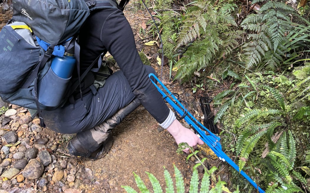 Using radio receiver to find frogs with trackers.
