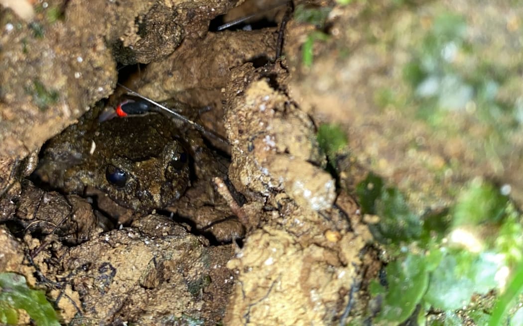 Hochstetter's frog with tracker in stream bank retreat.