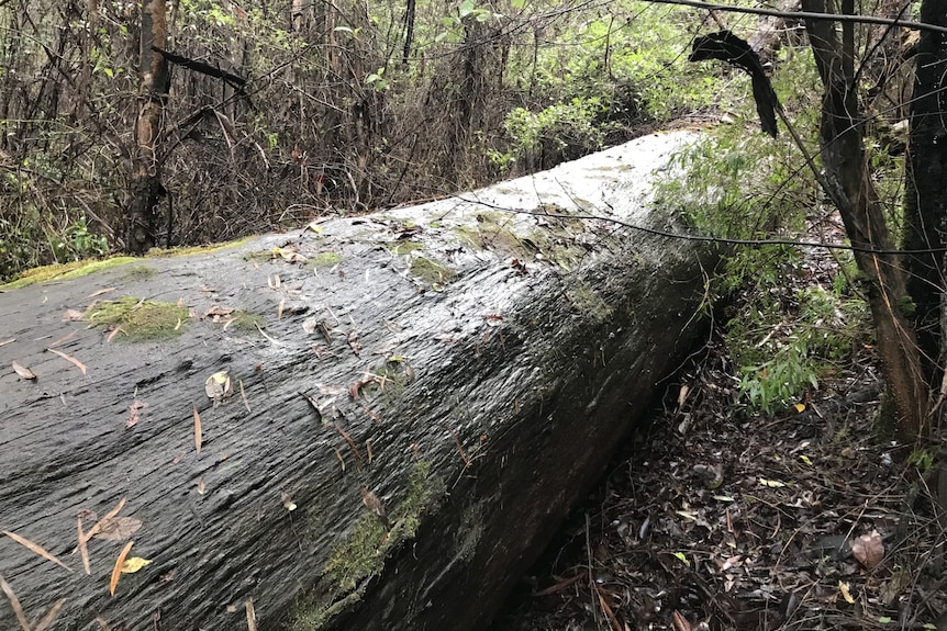 A huge fallen tree lies in dense, damp bushland.