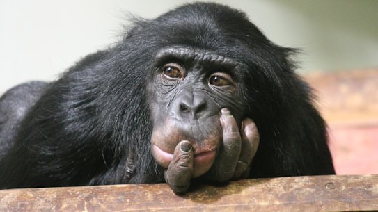 Chimpanzees can consume the equivalent of two alcoholic drinks a day.