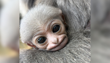 Endangered gibbon born in nature reserve
