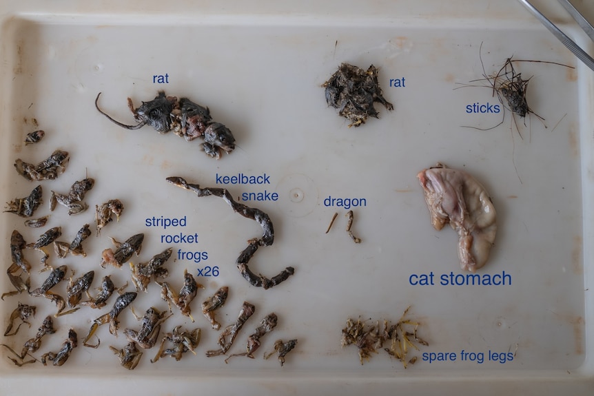 A disected feral stomach showing a number of native animals inside.
