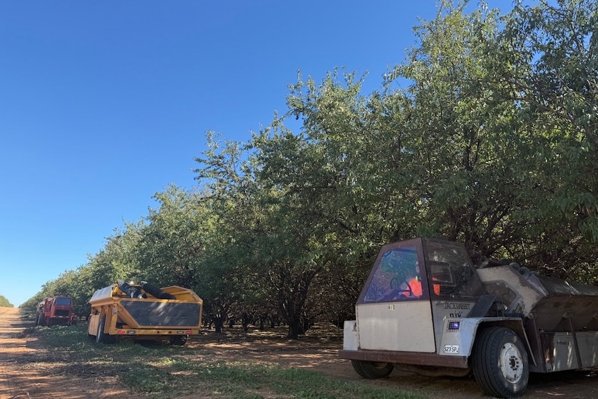 Almond harvest machinery - yellow, and grey - in an almond orchard.