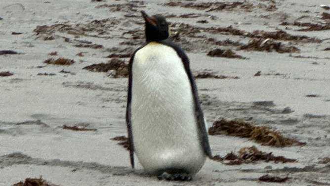 Hope, the king penguin on Quagi Beach