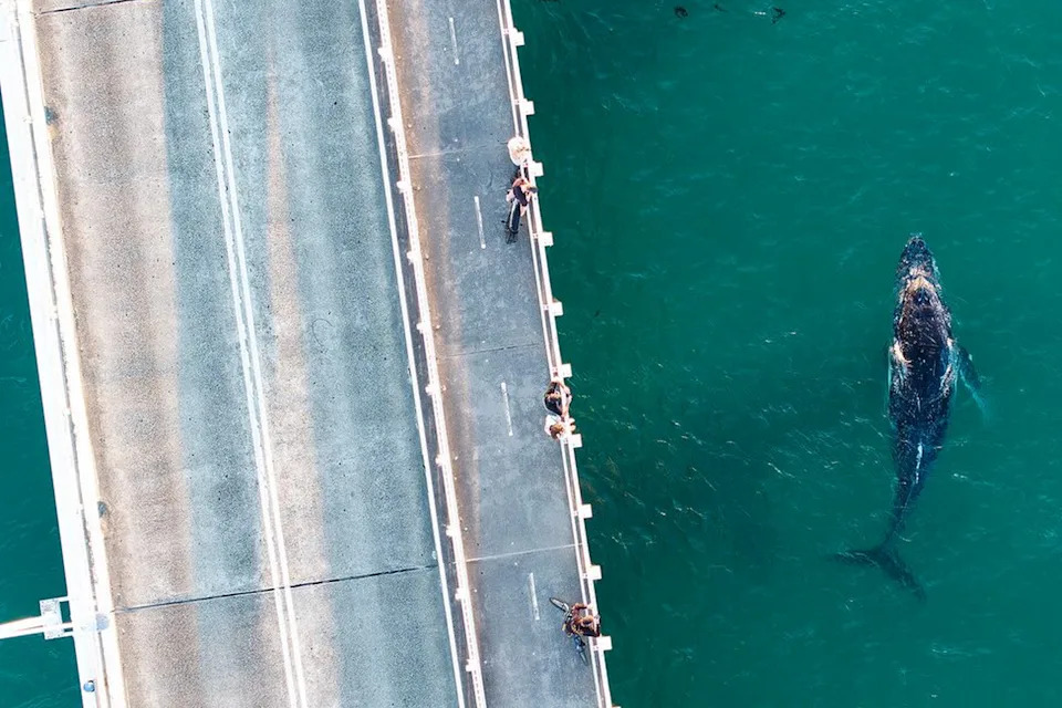 A whale next to a bridge at Wallis Lake, NSW.