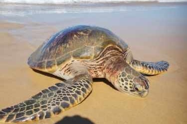 A large sea turtle on the sand at a beach.