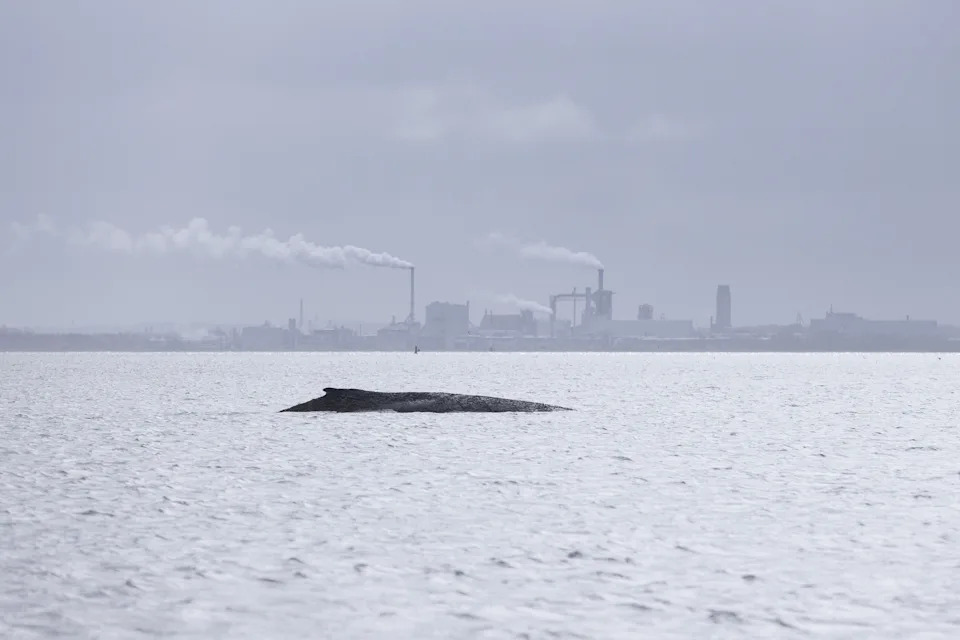 The humpback swims close to Poel and industrial smoke stacks can be seen in the background.