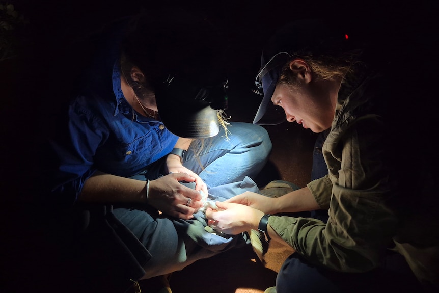 A small marsupial is held by one person as another person conducts a health check.