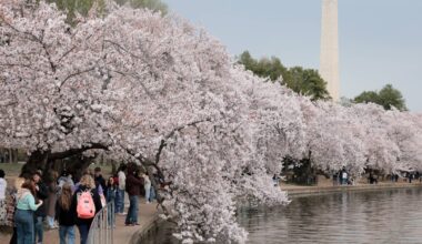 Cherry blossoms are proof of a planet going awry