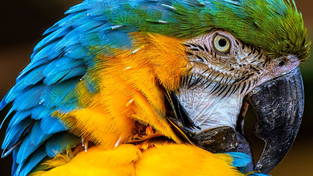 Yahoo lifestyle home