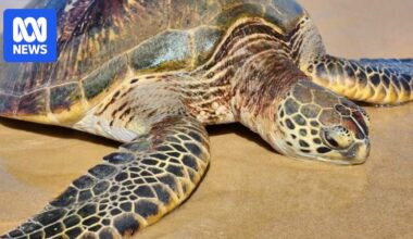 Rescuers save huge sea turtle discovered stranded upside down on Coffs Coast beach