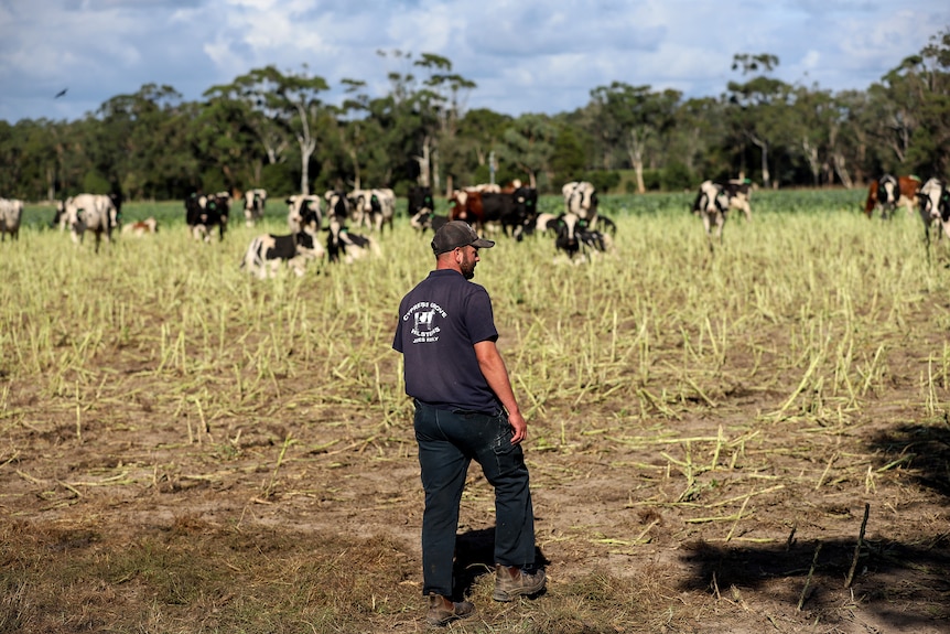 A man in a blue shirt and pants walks towards a paddock of black and white cows.