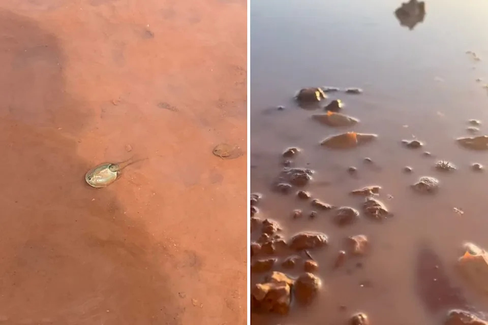 Left, a single shield shrimp on a wet road. Right, several of the crustaceans moving around in a puddle.