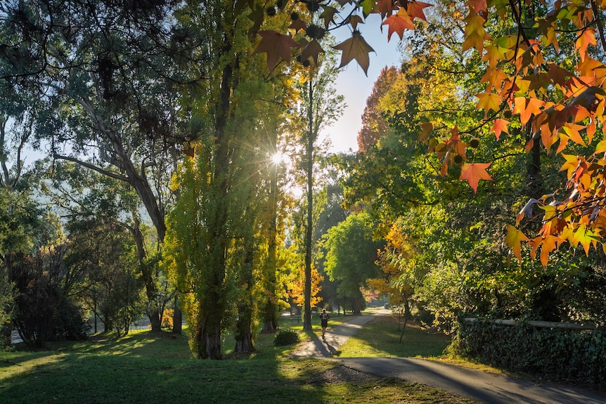 A runner jogs along a path in Bright.