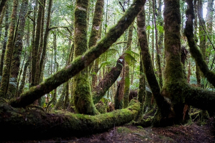 A towering cluster of trees both standing and fallen are covered in thick dark green moss.
