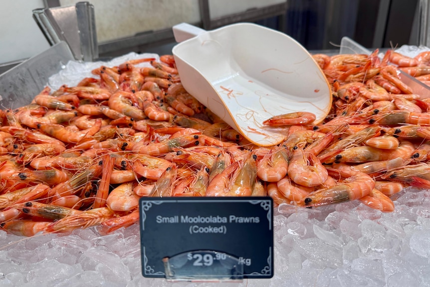 Prawns on ice