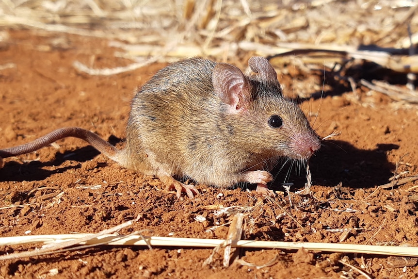 A mouse in a paddock with red dirt and crop stubble.