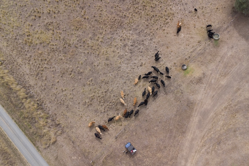 An aerial shot of cattle on brown, dusty pasture.