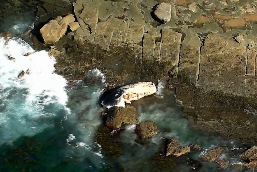 an aerial vision of a whale carcass washed up on rocks in sydney's royal nationalpark