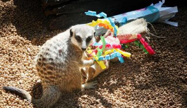 Perth Zoo animals go wild for Easter treats as keepers swap chocolate for enrichment fun