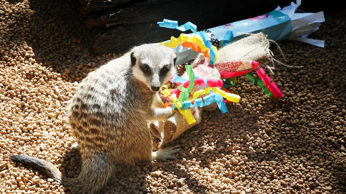 Perth Zoo animals go wild for Easter treats as keepers swap chocolate for enrichment fun