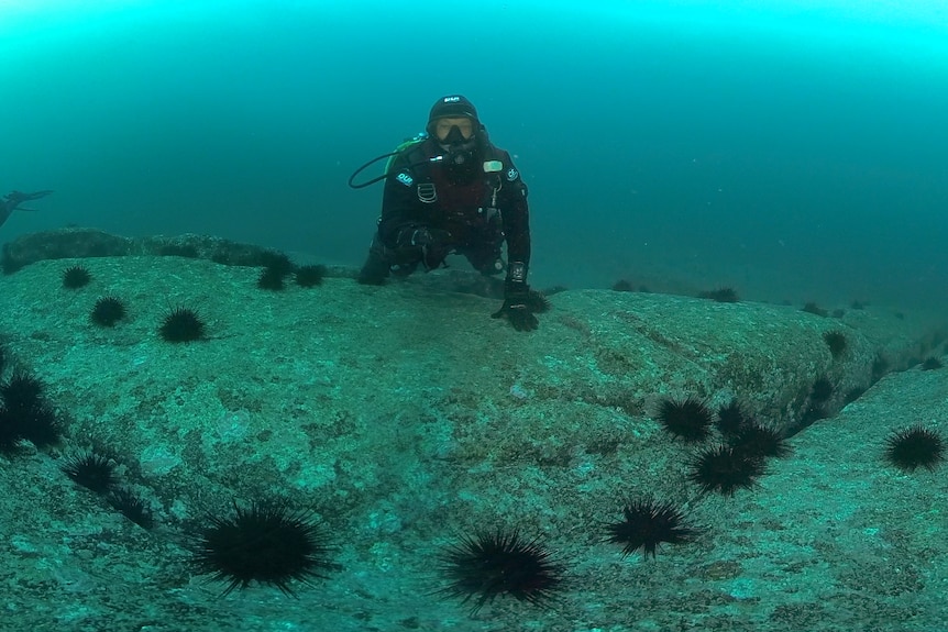 Diver under water with sea urchins.