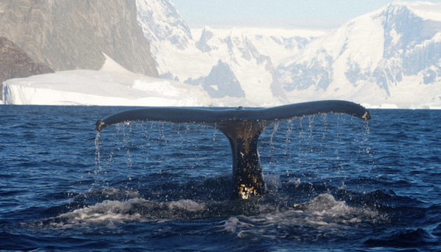 Ukrainian Antarctic expedition records close encounter with humpback whales