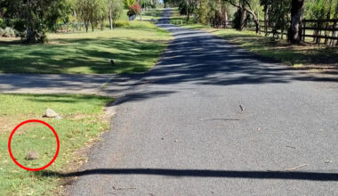 Disturbing find on side of quiet Aussie road highlights 'well-meaning' mistake