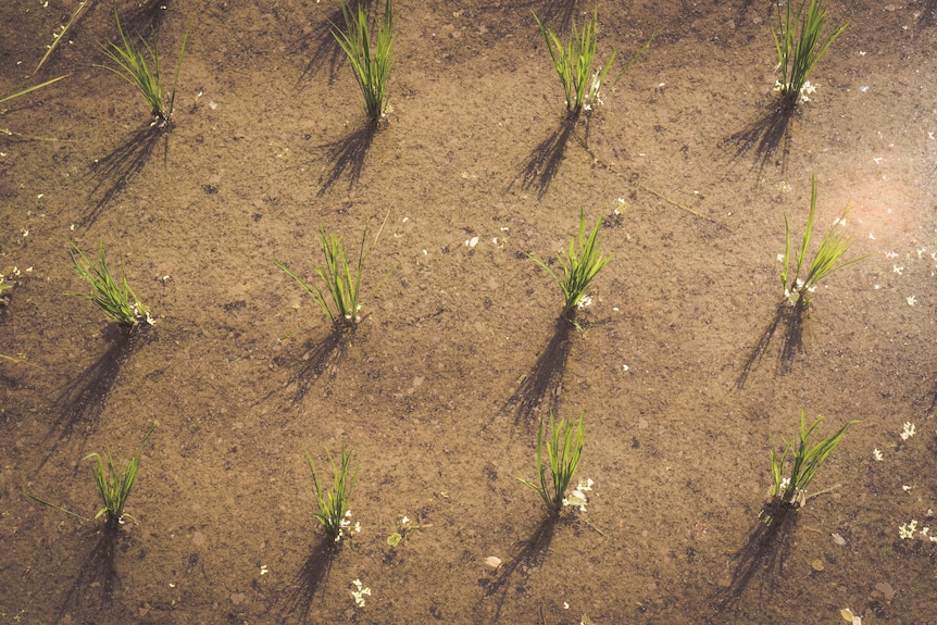 Freshly sprouted rice plants.