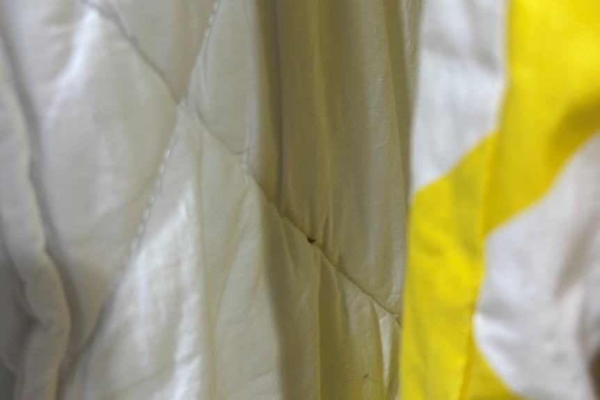 A photo of bedding that appears to show a small insect on a doona.