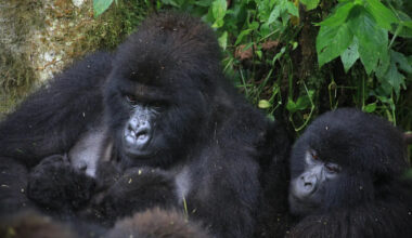 Twin Gorilla Births Bring Hope to Endangered Species