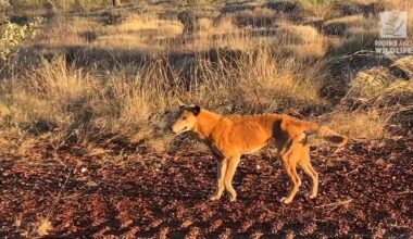 Rangers issued a licence to kill after three dingo attacks in less than a week at popular WA campground