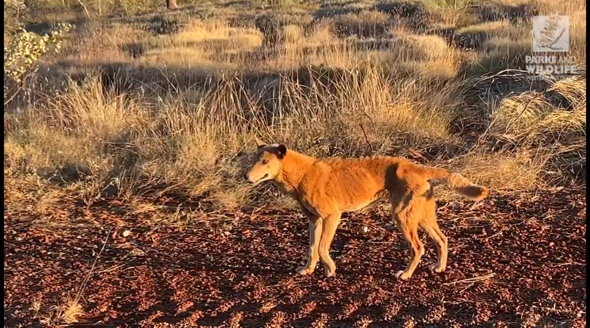 Rangers issued a licence to kill after three dingo attacks in less than a week at popular WA campground