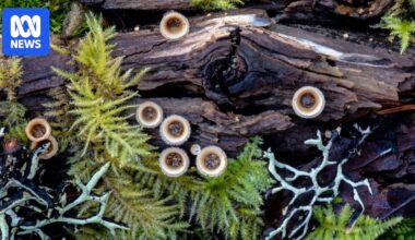 Photographers and artists showcase world of fungi in exhibit at WAMA