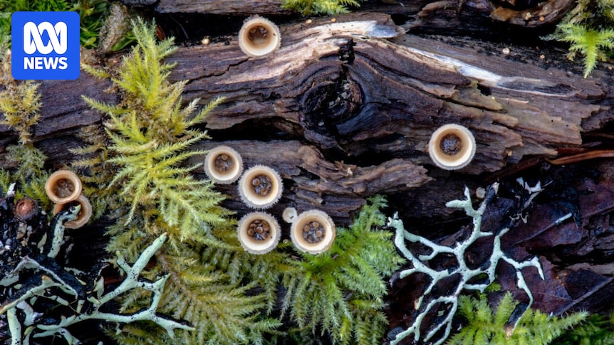 Photographers and artists showcase world of fungi in exhibit at WAMA