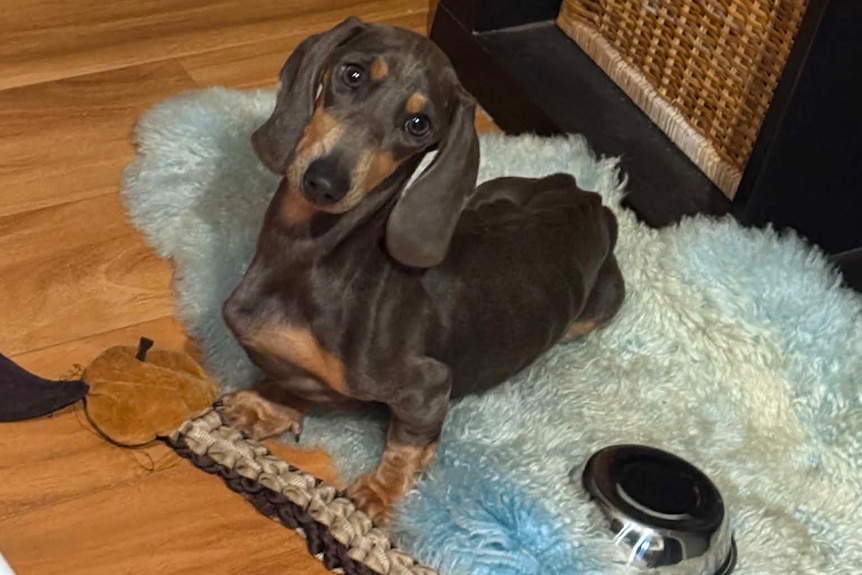 Henry wants more food