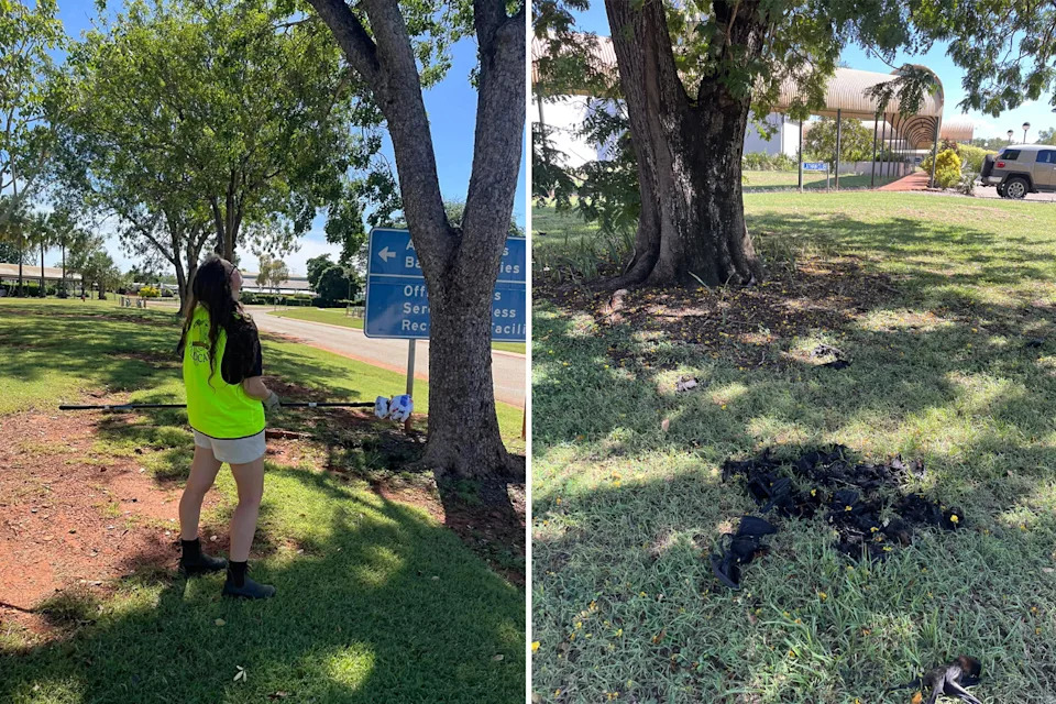 Left: Kristie looks up into a tree. Right: A pile of bats lay dead on the ground.