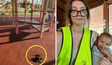 Aussie community shattered after extreme weather triggers horror wildlife event across parks: 'It's so upsetting'