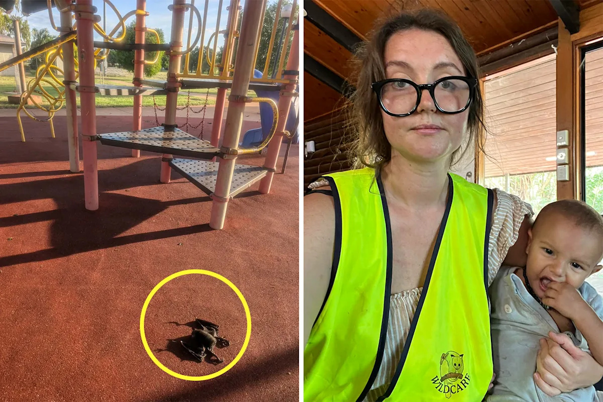 Aussie community shattered after extreme weather triggers horror wildlife event across parks: 'It's so upsetting'