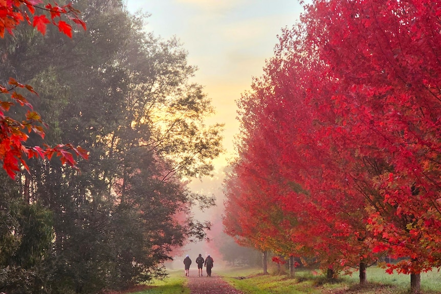 Three people in the distance walking away along a dirt track with bright red and green trees lining the path.