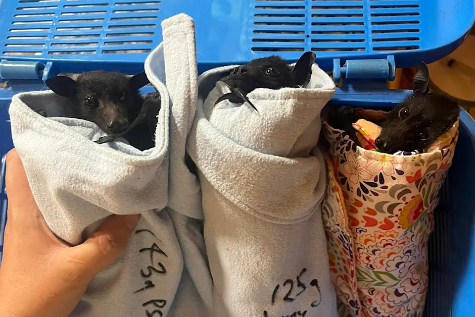 Three bats are wrapped in blankets side by side
