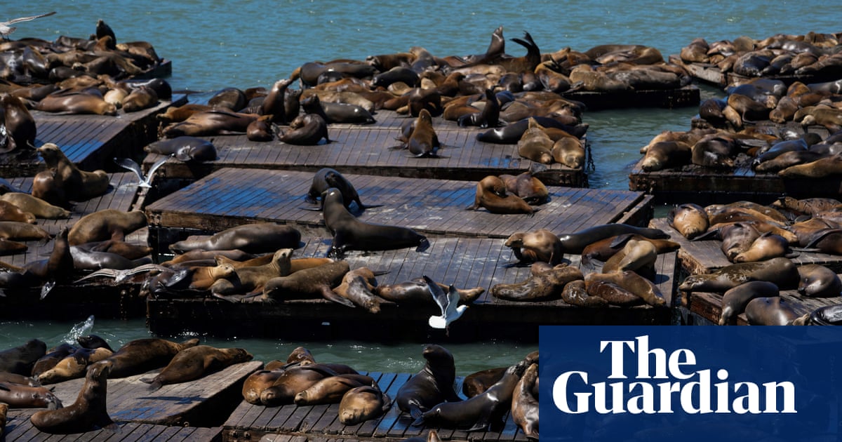 ‘Chonkers’ the large sea lion charms the San Francisco Bay area | San Francisco