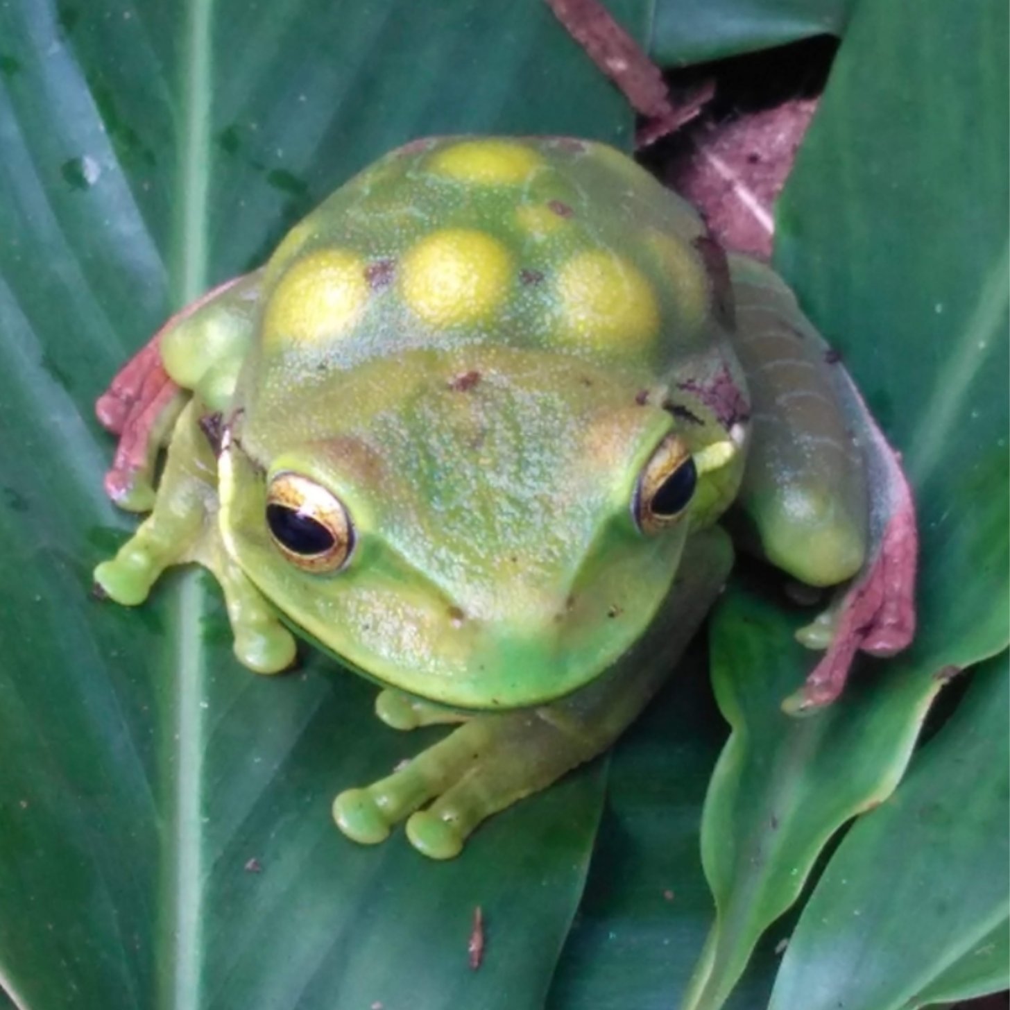 A Gastrotheca guentheri frog with large bumps on its back from the eggs its carrying